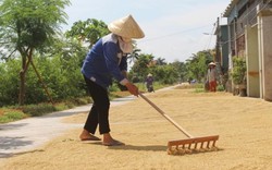 Bức tranh vàng ươm từ nông thôn: "Cướp" nắng phơi sấy lúa hè thu