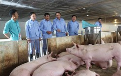 Anh chủ trại nuôi lợn gia công từ thức ăn thừa của Samsung Bắc Ninh