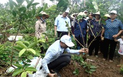 Phân bón Lâm Thao “trợ lực” hiệu quả cho cây ổi Hải Dương