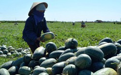 Điện Bàn: Trên 63 trang trại tổng hợp doanh thu hàng tỷ đồng/năm