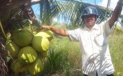 Làm giàu ở nông thôn: Trồng 700 cây dừa 2 tuổi, thu 15 triệu/tháng