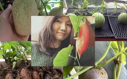 Vườn treo 2,5m2 toàn rau quả siêu lạ độc nhất Hà thành