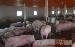Giá lợn hơi hôm nay 7.9: Giá giảm, nông dân Đồng Nai lỗ 6.000 đồng/kg