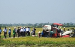 "Bí kíp" nông dân Ninh Thuận trúng giá, lãi to vụ lúa hè thu