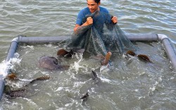 Nuôi 4 hồ cá mú nghệ thu hơn 4 tỷ đồng mỗi năm trên vịnh Cam Ranh
