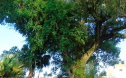 Chuyện đời của “cụ cây” từng trải qua 7 thế kỷ tại VN