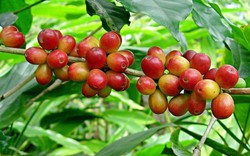 Giá nông sản hôm nay 8.9: Giá cà phê "xanh" trở lại, hồ tiêu im ắng