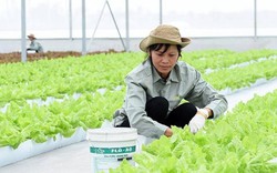 Hỗ trợ tỉnh Hà Nam triển khai nông nghiệp công nghệ cao