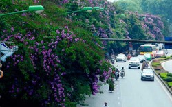HN: Tiếp tục chặt hạ, di chuyển 130 cây xanh trên đường Kim Mã