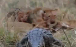 Cá sấu liều lĩnh đòi cướp mồi của bầy sư tử