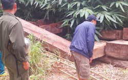 Kon Tum: Phát hiện 3 bãi gỗ lậu cách đường tuần tra biên giới 15m
