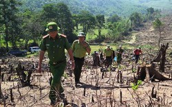 Thủ tướng yêu cầu điều tra vụ phá rừng quy mô lớn ở Bình Định