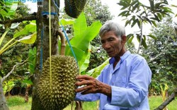 Trẻ trồng na, già trồng...sầu riêng, quả chín rơi xuống đất mới bán