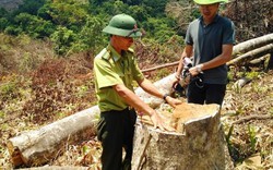 Bình Định: Thủ phạm tàn phá hơn 43ha rừng vẫn "trong vòng bí ẩn"