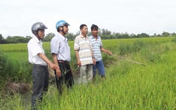 Những người quyết bám trụ, bắt "đất chết" nhả vàng ở Đồng Tháp Mười