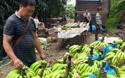 Làm giàu ở nông thôn: Sau thời làm thuê, khi về thành...tỷ phú chuối