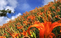 Choáng ngợp lễ hội hoa lily lớn nhất hành tinh