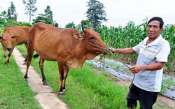 Dân có vốn nuôi bò không lo nghèo mãi