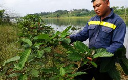 Cây gáo vàng lên xanh ở vùng lòng hồ thủy điện Đăk R’tih