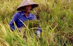 Nông dân Thanh Hóa ồ ạt gặt lúa xuyên trưa, đêm chạy bão số 10