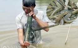 Dầm mình dưới nước cả ngày để "săn" cá bống ở đáy sông Trà Khúc