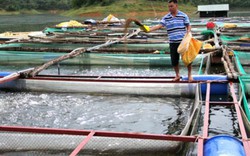 Làm giàu ở nông thôn: Bỏ 700 triệu xuống hồ thủy lợi, bắt cá lên lãi 1 tỷ/năm
