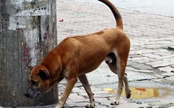 Bắt chó thả rông: Chủ chó không được quyền khiếu nại!