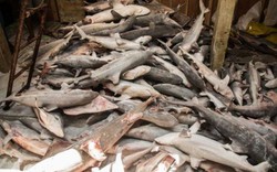 Hàng ngàn cá mập chất đống như “phim kinh dị” trong tàu TQ