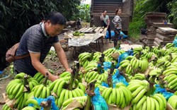 Sát ngay biên giới, từ làm thuê, lão nông người Mông thành “Vua chuối”