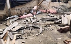 Hà Tĩnh: Lợn, tôm chết như ngả rạ vì bão, thiệt hại không kể xiết