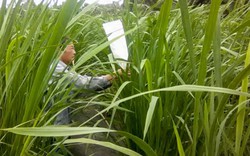 Không phát tán tre nước Đài Loan (Trung Quốc) vì sợ lai với lúa