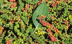 Giá nông sản hôm nay 19.9: Cà phê tăng nhẹ, tiêu giảm mạnh chỉ còn 83.000 đ/kg?