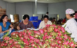 Ngày mai 20.9, xuất khẩu lô thanh long tươi đầu tiên sang Úc