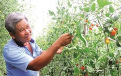 Vườn cà chua bảy sắc cầu vồng đẹp mê mẩn của lão nông khởi nghiệp