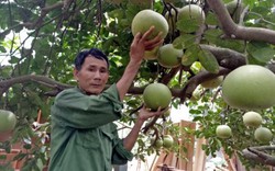 Làm giàu ở nông thôn: Mát mắt vườn bưởi hồng Quang Tiến bạc triệu xứ Nghệ