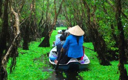 Mùa này về miền Tây ghé rừng tràm Trà Sư là nhất