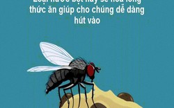 Điều gì sẽ xảy ra khi ruồi đậu vào thức ăn?