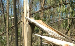 Hà Tĩnh đề nghị doanh nghiệp thu mua gỗ rừng bị gãy sau bão