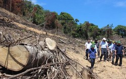 Vụ phá rừng quy mô lớn ở Bình Định: Tạm đình chỉ hàng loạt kiểm lâm