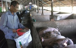 Giá lợn hôm nay 29.9: Không lên nổi 35.000 đ/kg, thua lỗ nặng, dân chán lợn bỏ bê, dịch LMLM bùng phát