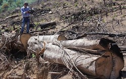 Nóng: Công an bắt 2 nghi phạm phá rừng quy mô lớn tại Bình Định