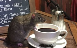 Phát hoảng với quán cafe toàn chuột cống