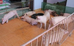 Chuyện lạ ở Hưng Yên: Lợn lên nhà nằm, người xuống kho ở