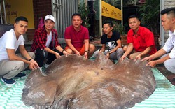 "Thủy quái" cá đuối nước ngọt: Báu vật khủng 216kg, dài 3,2m chưa từng thấy ở Việt Nam