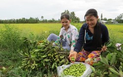 Lạ mà hay: Cà na ơi! Trước là cây dại giờ lại “hái” ra tiền!