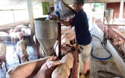 Bộ Công an đã tiêu thụ 3.650 tấn thịt lợn giải cứu giúp nông dân