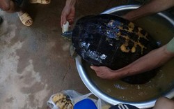 Tưởng rùa “khủng” là con ngan, gọi cả xóm ra xem và cái kết bất ngờ