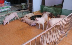 Chuyện đưa lợn lên nhà, người xuống kho ở: Đôi bên cùng sai!