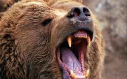 Nga: Gấu dữ mò vào làng, vồ trẻ em giết trước mặt nhóm bạn