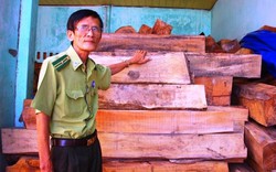 Cận cảnh lô gỗ lậu nghi do lâm tặc phá rừng táo tợn tại Bình Định